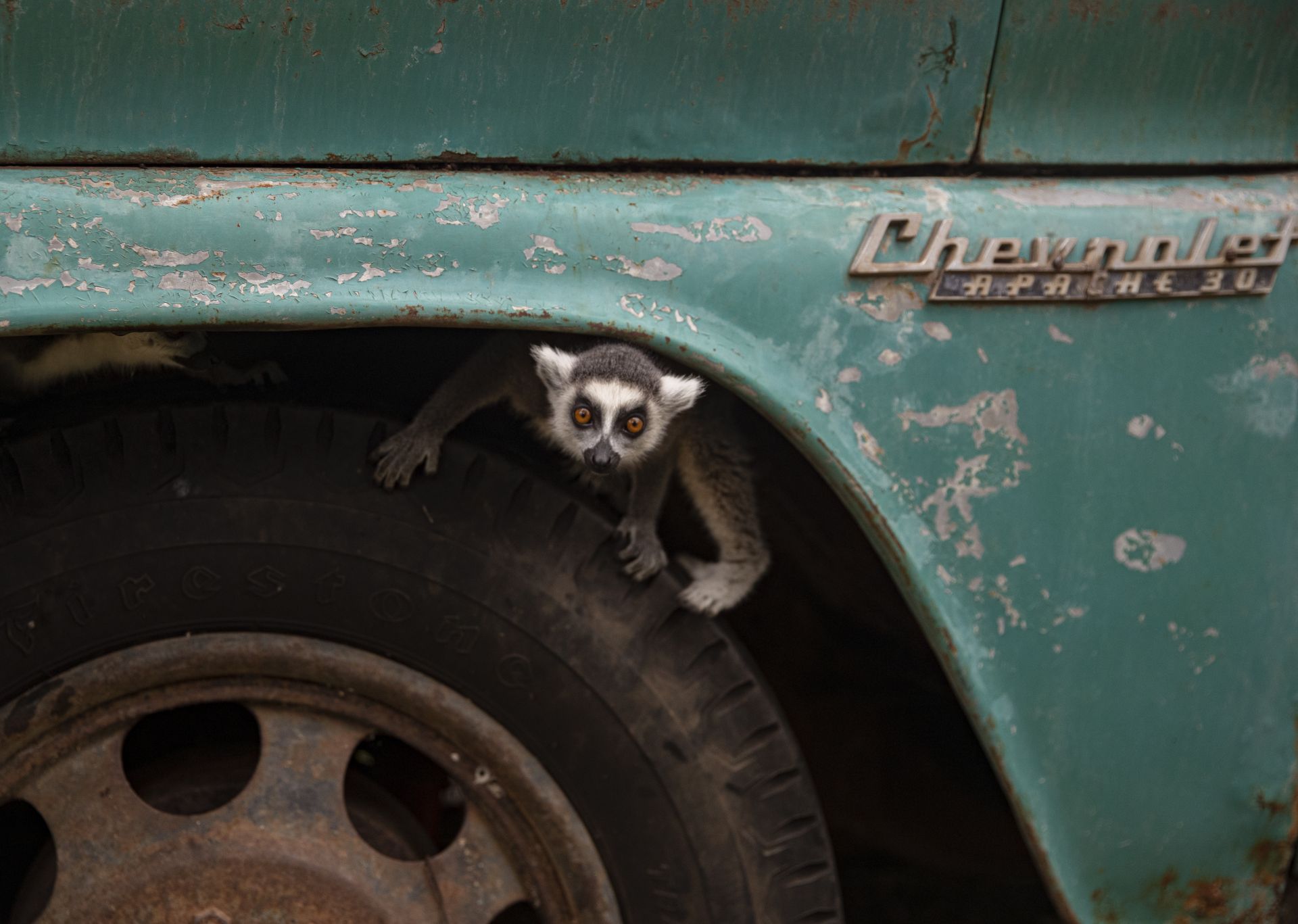 10 юни 2021 г. - Пръстенящ лемур наднича от предната гума на камион в зоологическата градина Буин в Сантяго, Чили. Най-големият частен зоопарк в страната, преживял тежка финансова криза поради затварянето на вратите заради продължителните карантинни мерки