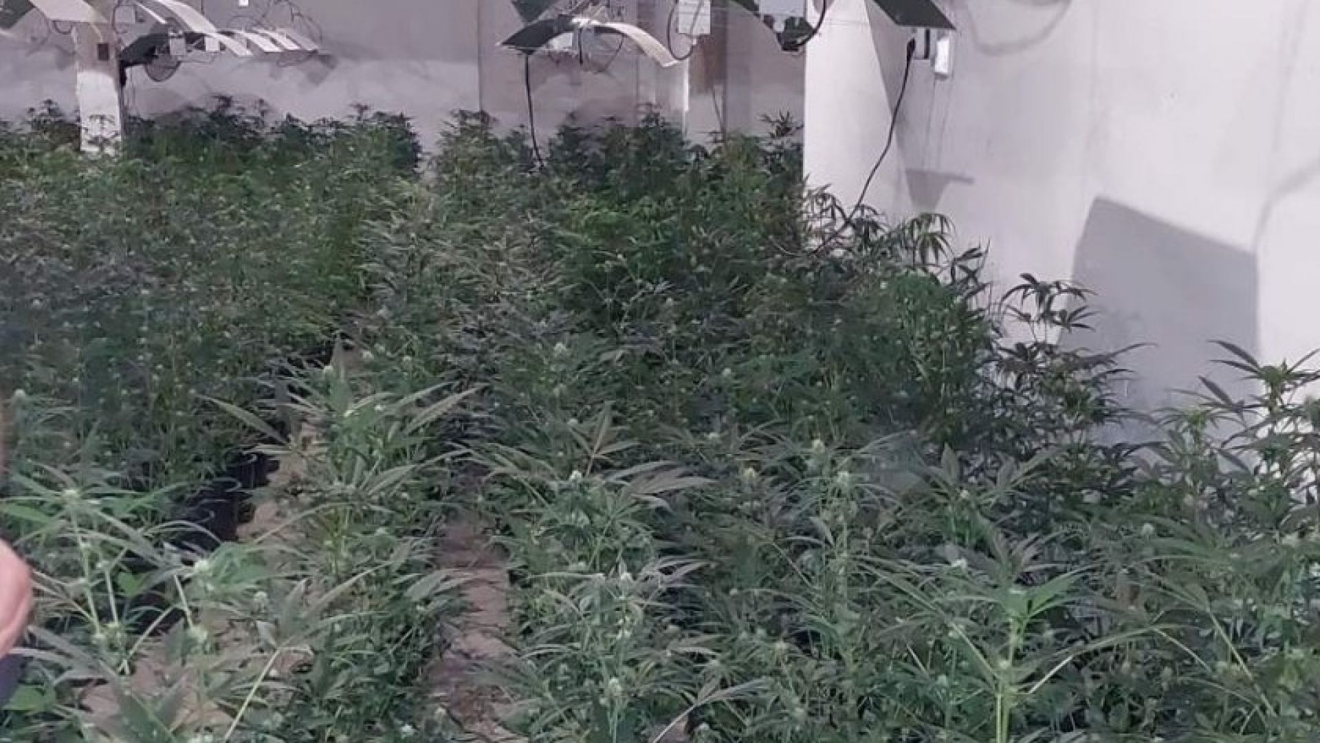 Разбиха наркооранжерия с близо 1000 растения в строяща се сграда в столичен квартал