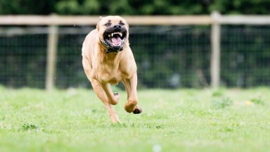 Поредно нападение на питбул разхождан от собственика си без повод