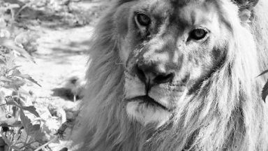 След лъвчетата Терез и Масуд спасени от зоопарка в Разград но