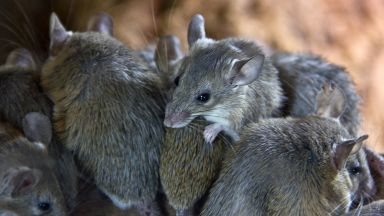 Нашествие на полски мишки принуди австралийските власти да започнат евакуация