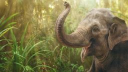 Организация настоява висшият съд в Ню Йорк да признае слон за личност