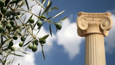 Невероятната история на свещеното маслиново дърво на Акропола