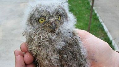 РИОСВ Пловдив спаси 8 бедстващи защитени птици за по малко