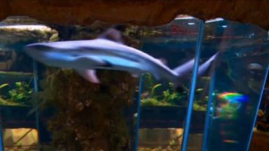 Две акули са загинали в Природонаучния музей в Пловдив заради