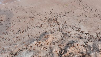 Нашествие на калинки по Северното Черноморие Още с лягането на