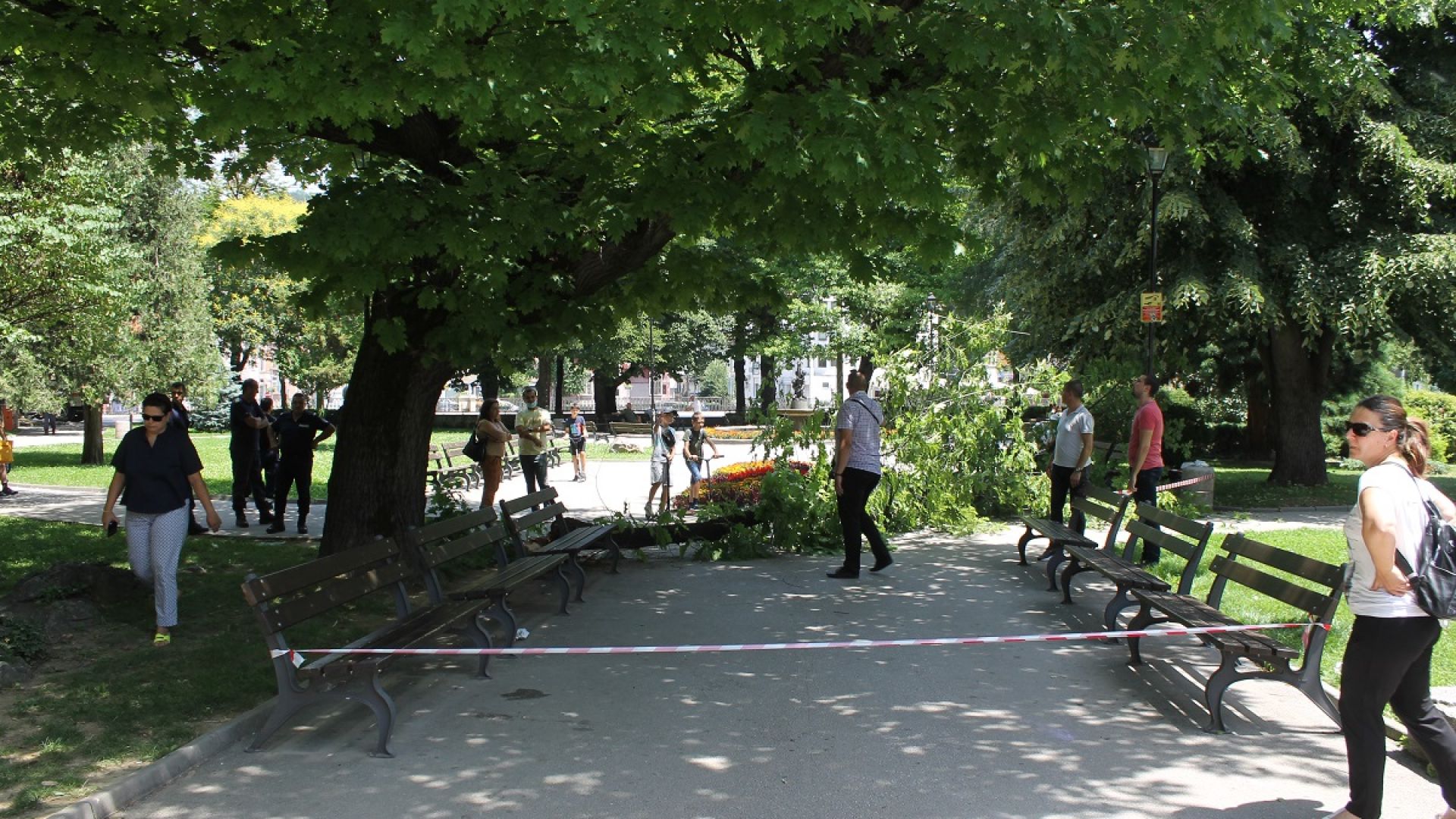Фатална снимка под дърво: Рухна клон по време училищно тържество, учителка е ранена