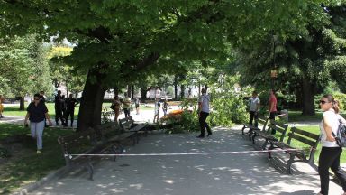 Клон от дърво в една от централните градски градини на