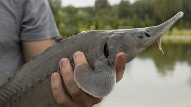 Стопанство във варненското село Баново развъжда есетрова риба със затворена