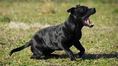 85 годишна жена е починала след като е нападната от кучето