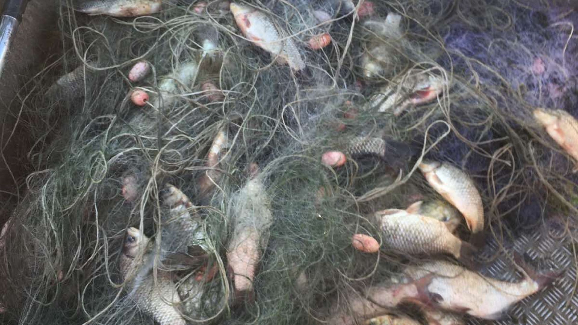 Близо тон риба е върната от мрежи в язовир Мандра
