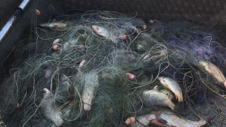 ИАРА дари на два зоопарка 550 кг риба, конфискувана от бракониерски мрежи