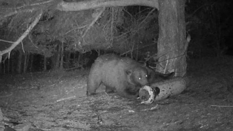 Доста сложен и динамичен стана случаят с мечката в Белица,