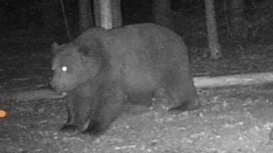 Жената която бе нападната и нахапана от мечка в гората