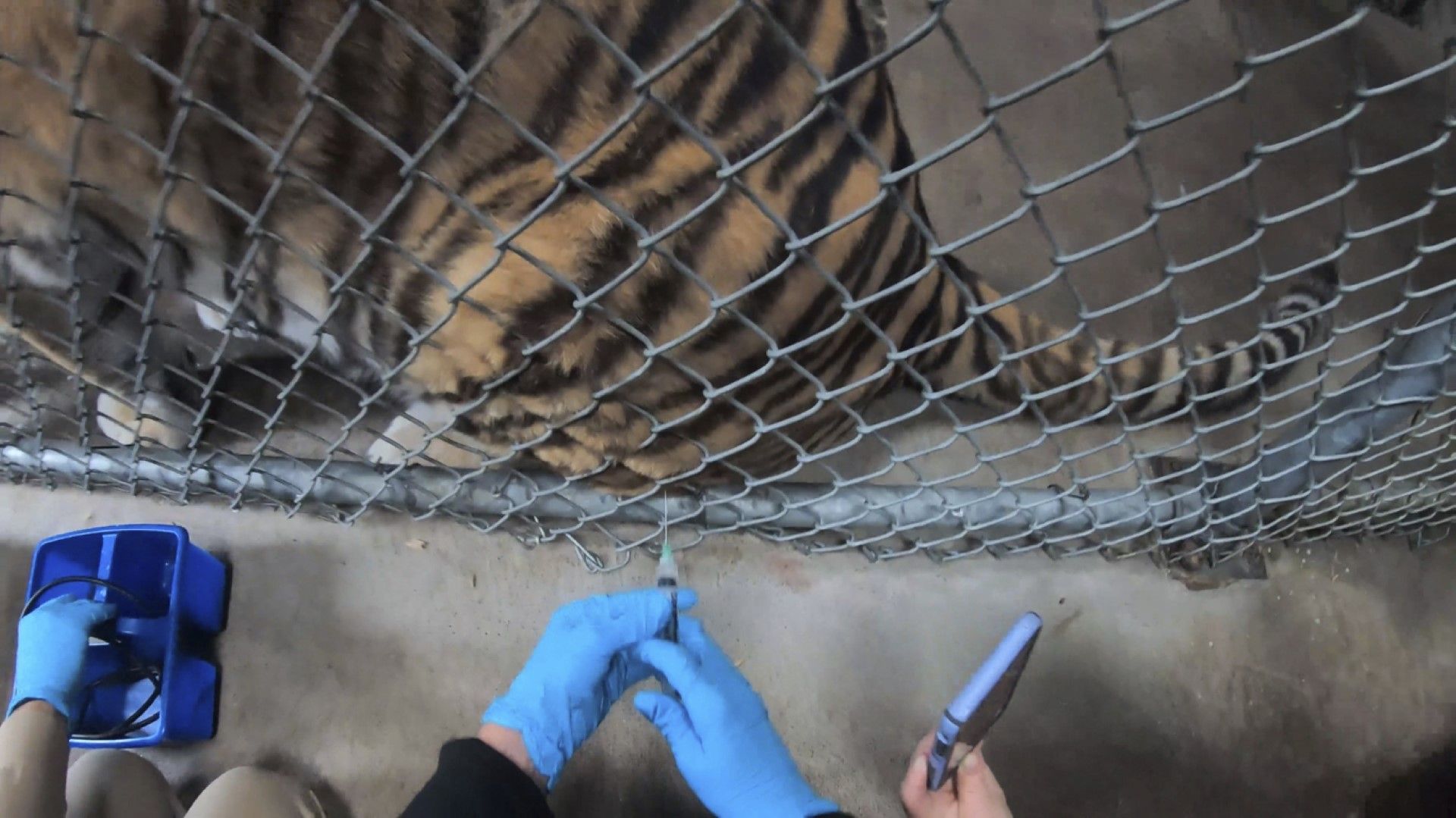 1 юли 2021 г., на снимка, предоставена от зоопарка в Оукланд, Калифорния, се вижда как тигър получава ваксина срещу COVID-19