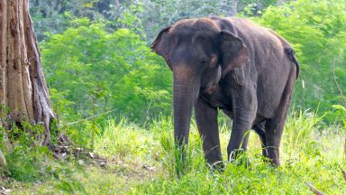Слон от обикалящото Китай стадо е прибран в резерват