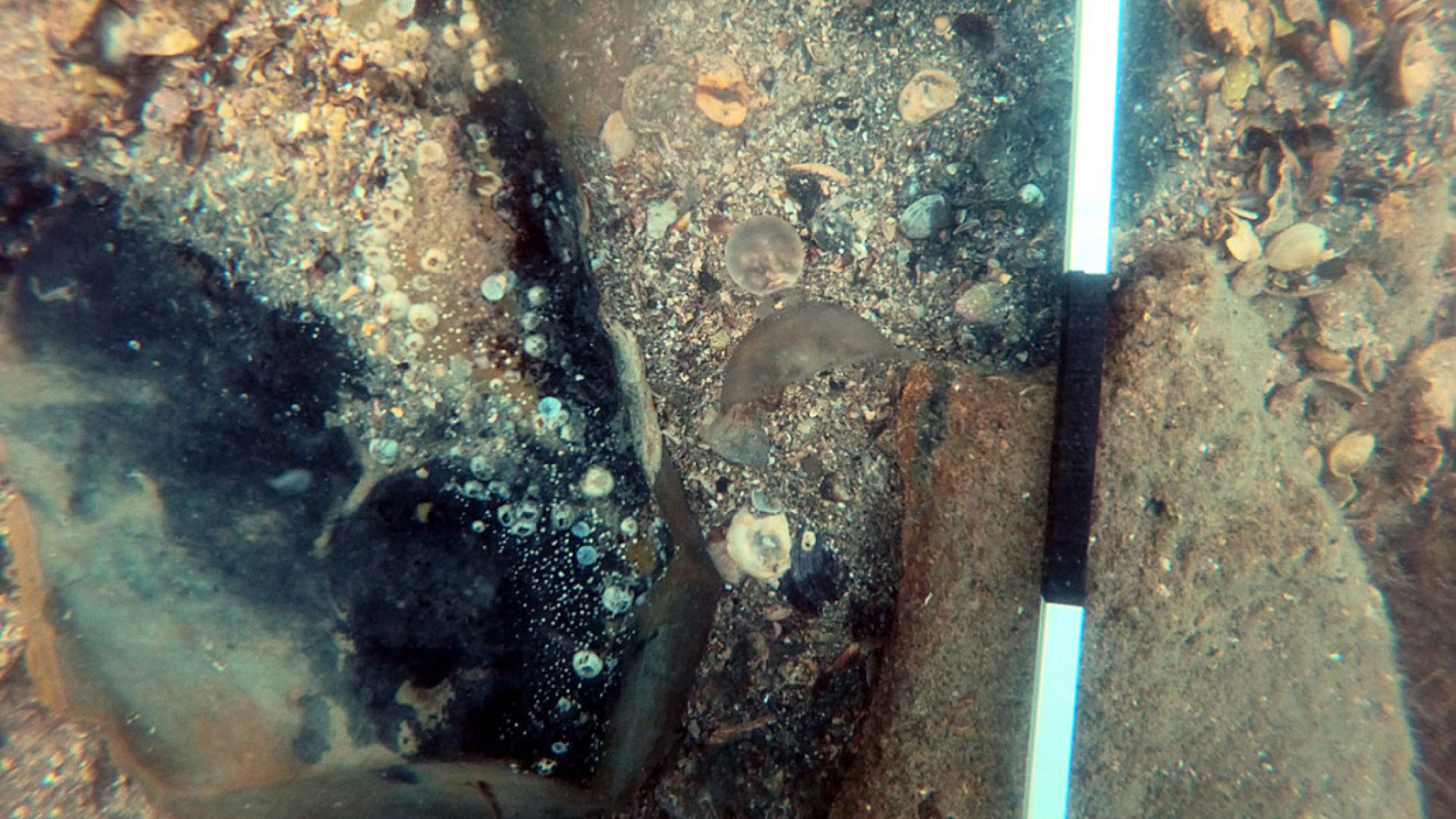  Откриха фрагменти от изящни стъклени съдове на морското дъно край Бургас