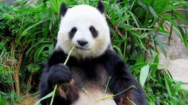 Големите панди вече не са застрашен вид и в Китай