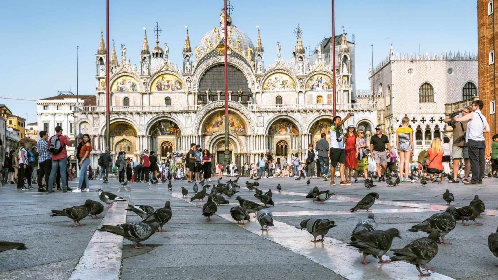 Венеция: Как най-прочутите гълъби в света изпаднаха в немилост