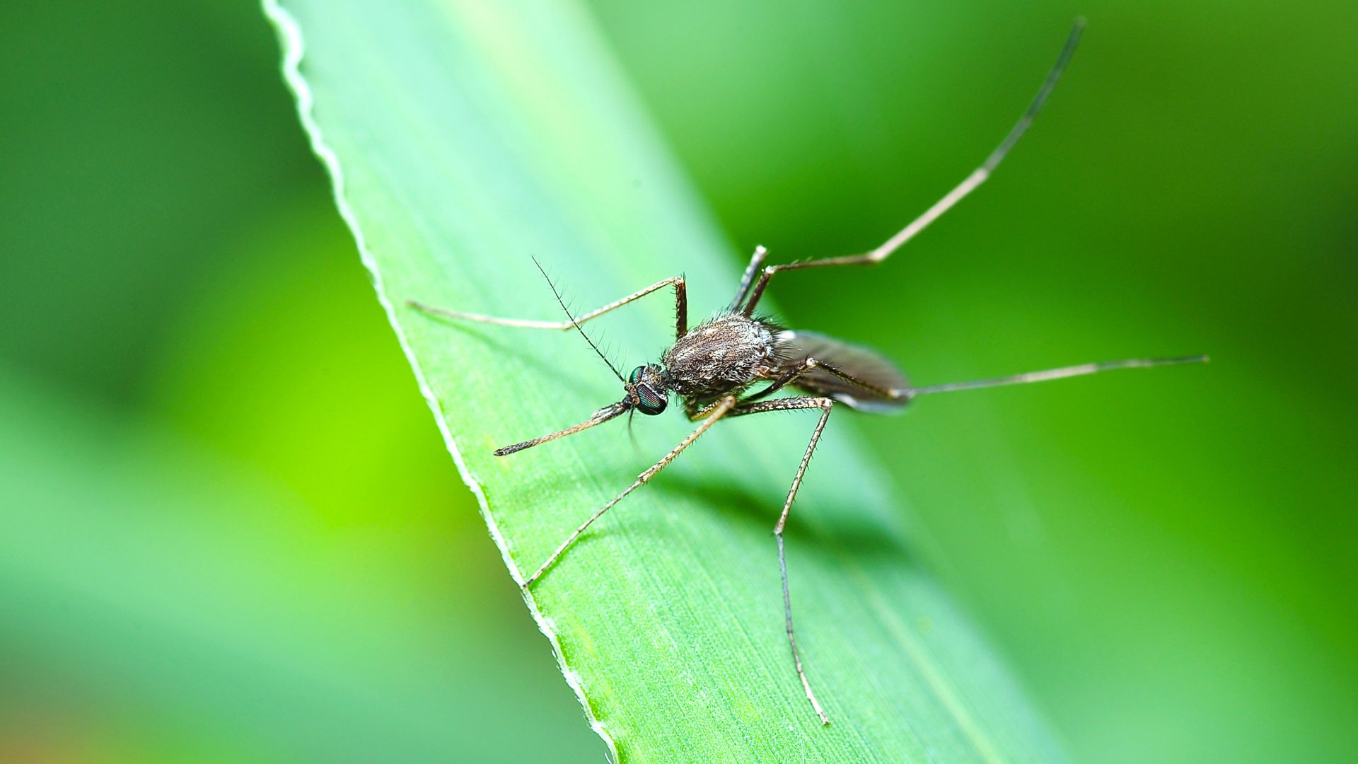 Създават вид комар, който ще помага в борбата с денга