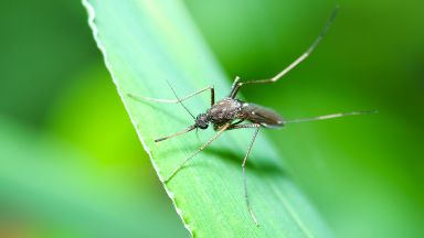 Комарите стават по-опасни заради глобалното затопляне