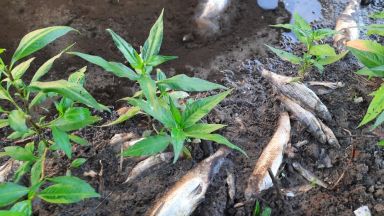 Вече пети ден Стара река изхвърля мъртви риби между Кричим