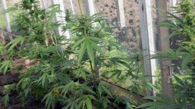 Около тон и половина канабис е открит и унищожен от