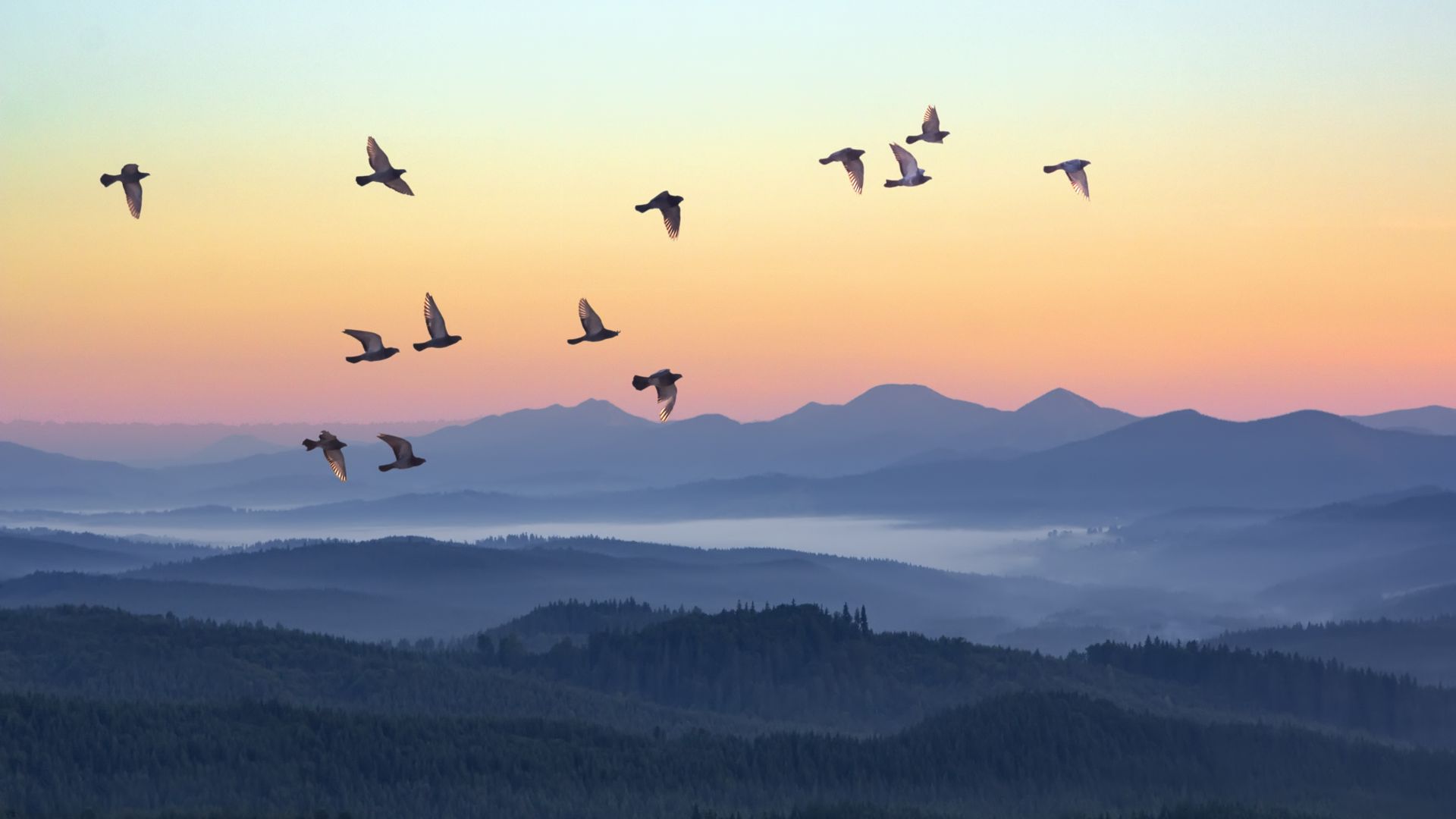 Вътрешен компас помага на птиците да се ориентират при първи миграция