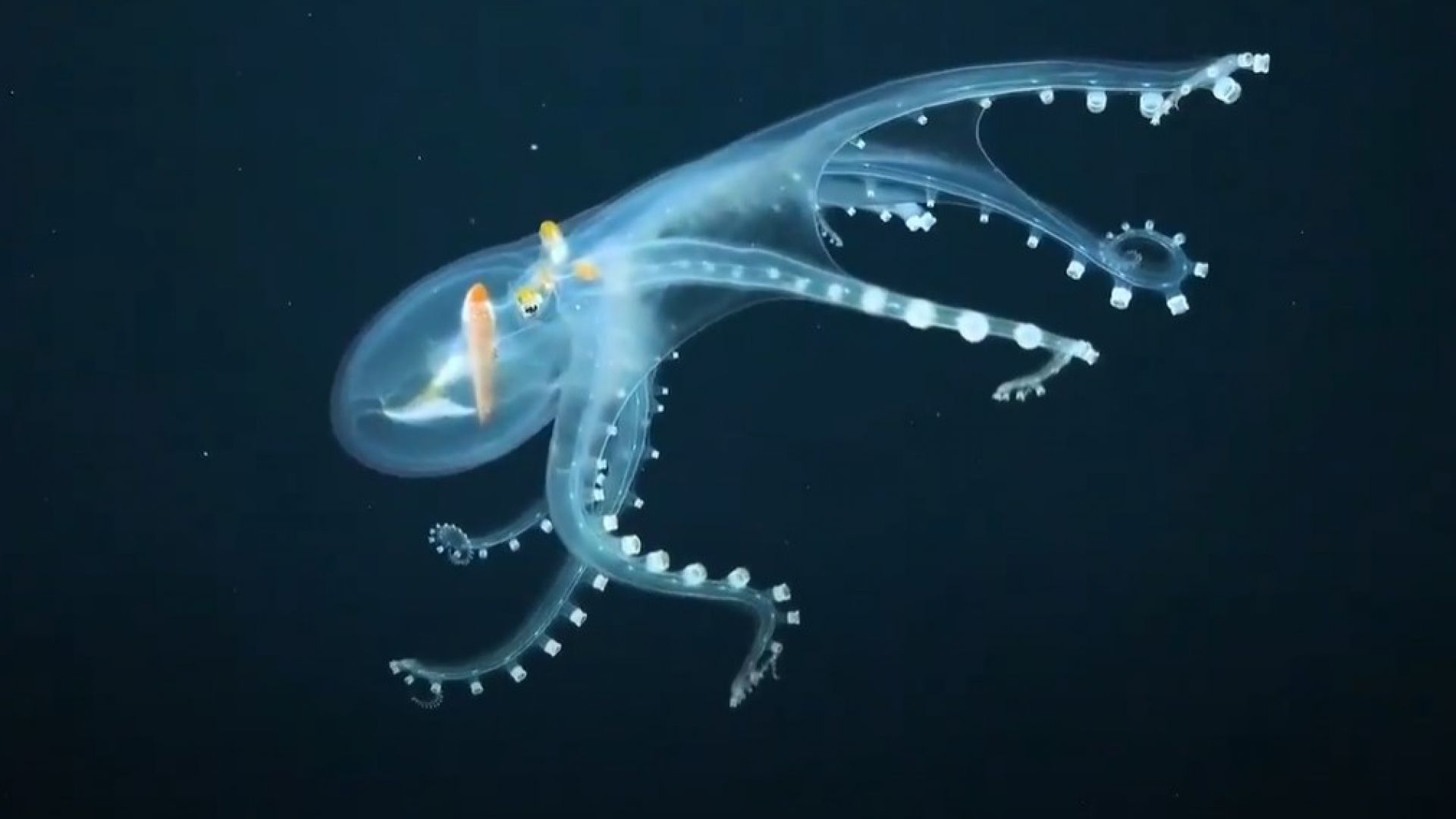 Биолози заснеха "стъклен" октопод в Тихия океан (видео)