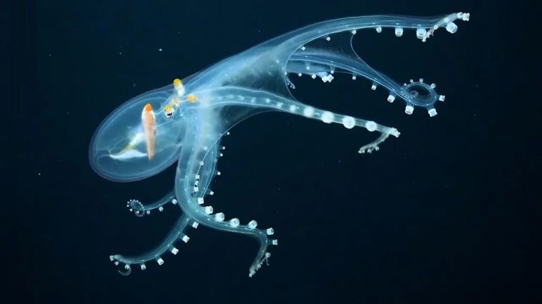 Биолози заснеха "стъклен" октопод (видео)