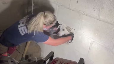 Пожарникари спасиха куче, заклещено между стени (видео)