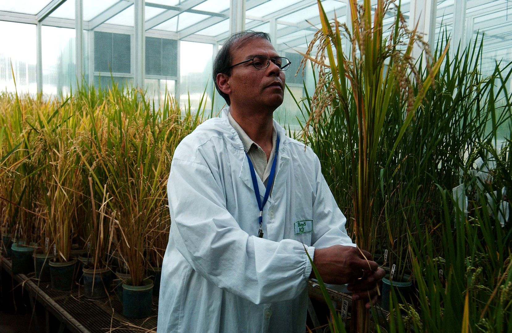 Генетично модифициран „златен ориз“ в Международния институт за изследване на ориза (IRRI) във Филипините