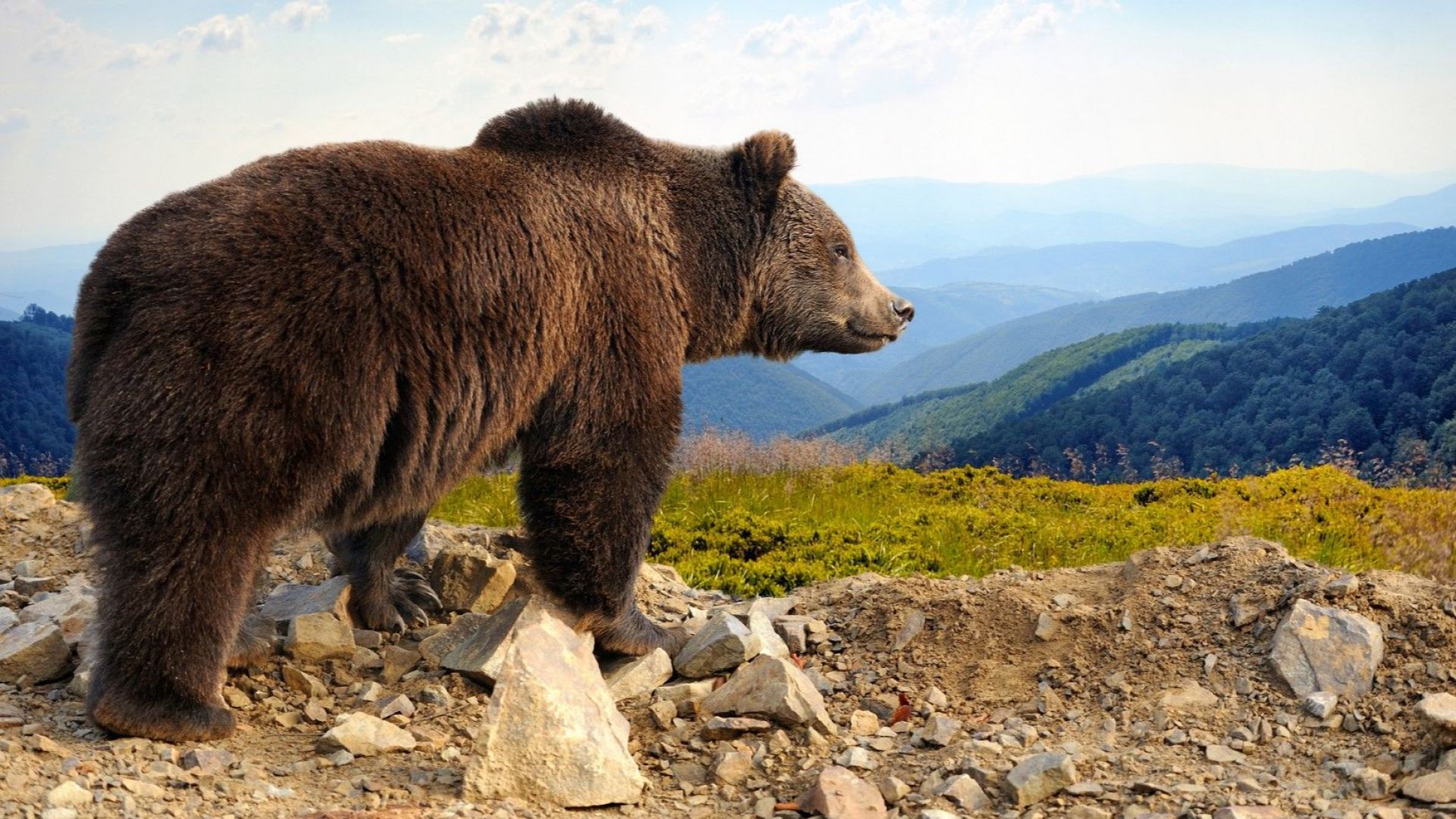 Уловиха мечката, забелязана край Габрово, и я преместиха далеч от населени места (видео)