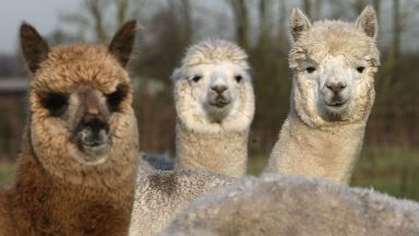 Екип учени от института Макс Планк в Гьотинген са разработили