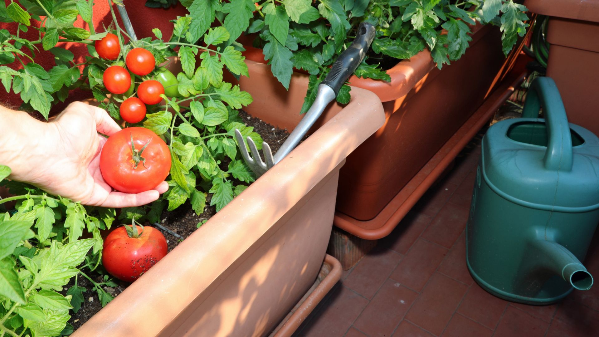 Лесни съвети за отглеждане на зеленчукова градина в градски условия