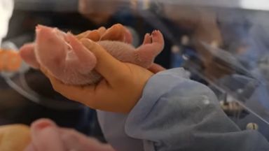 Панди близнаци се появиха на бял свят в зоопарк във Франция (видео)