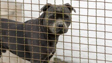 Районната прокуратура в Самоков разследва случая с нападнатото дете от