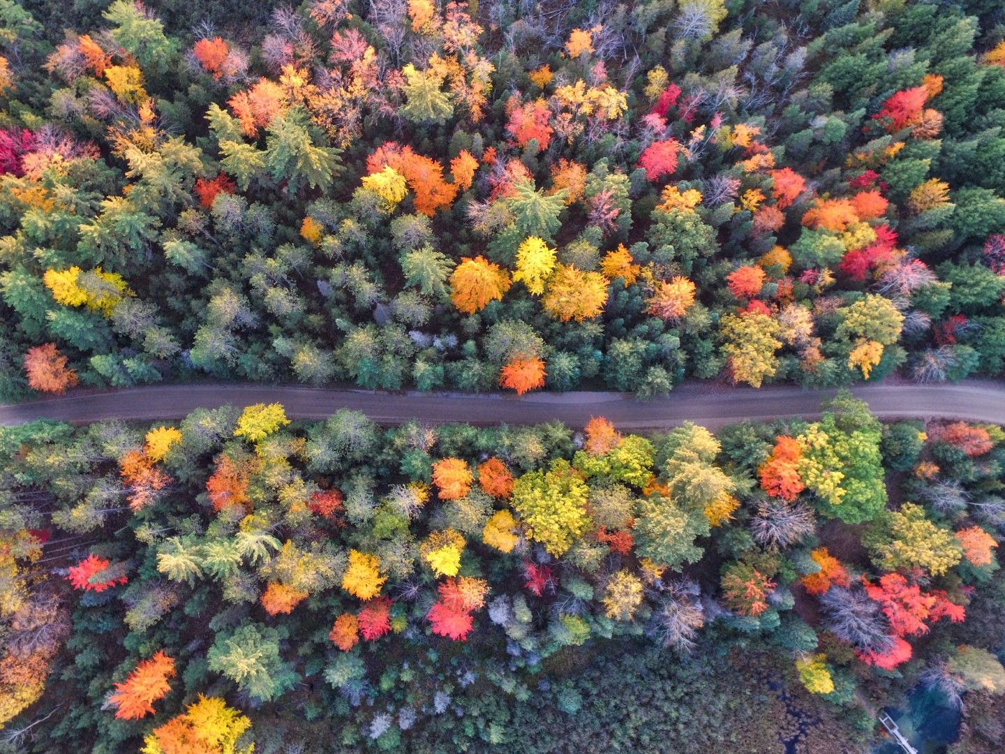 Пъстра есенна гора край Грейлинг, Мичиган, САЩ. 
