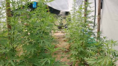 Разкриха оранжерия за марихуана във ферма за охлюви (снимки)