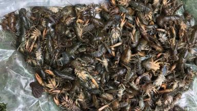 Стотици мъртви раци бяха открити тази сутрин в Стара река