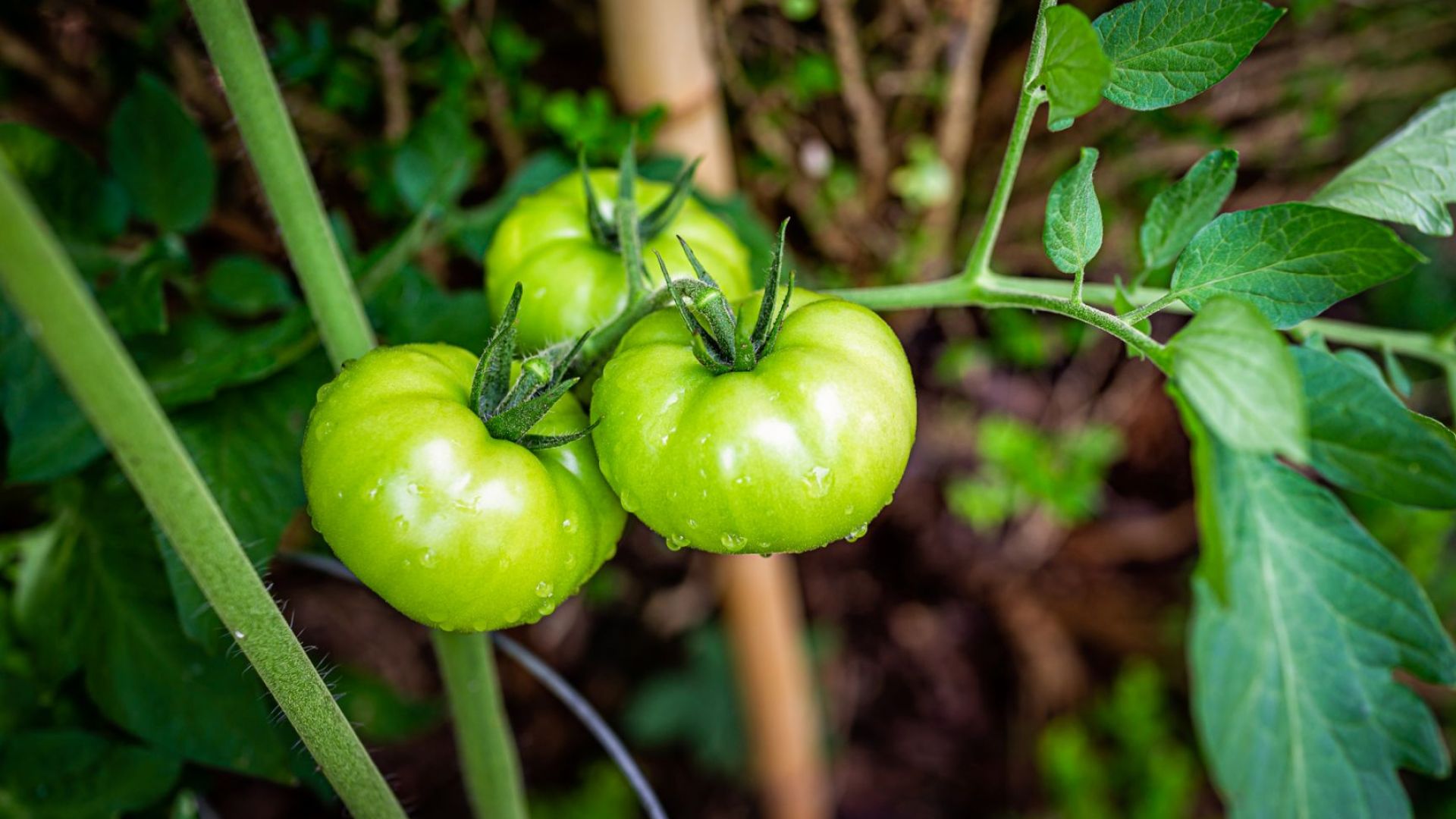 Знаете ли, че зелените домати са по-сладки