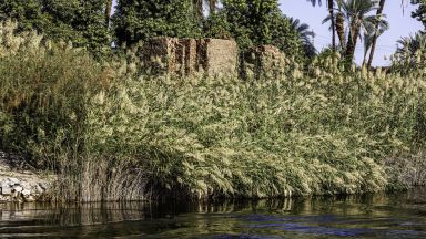 Фермери се надяват да спасят папируса в делтата на река Нил 
