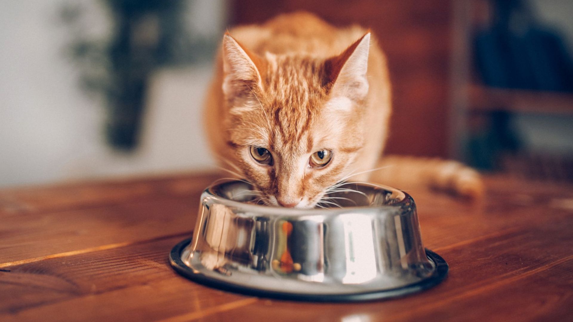 Котките не обичат да се трудят заради храна