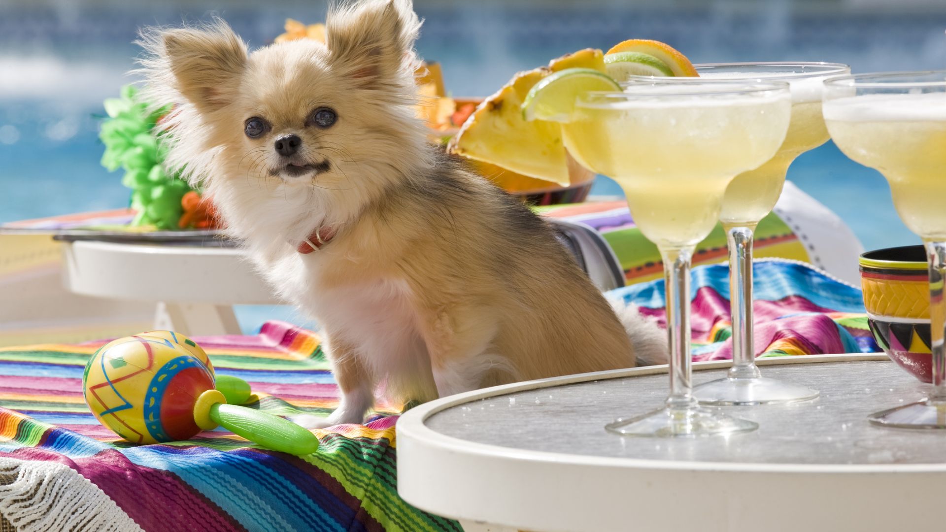 Лондонски бар предлага коктейли и грижи за кучета