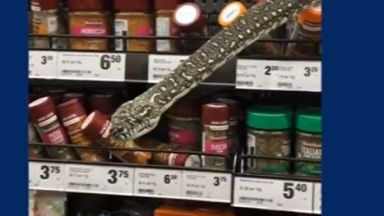 Триметрова змия изпълзя между рафтовете в супермаркет в Австралия съобщи