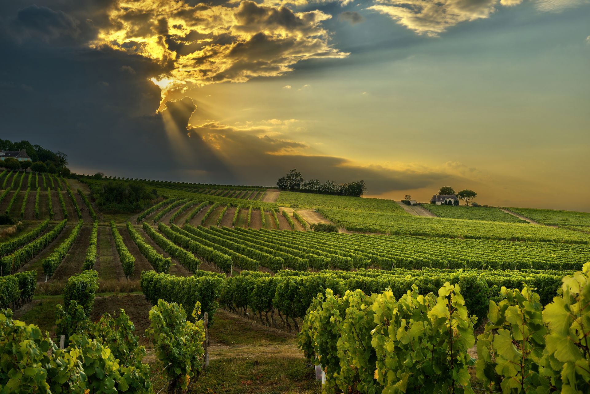 Френските винари в надпревара с времето, заради климатичните промени 
