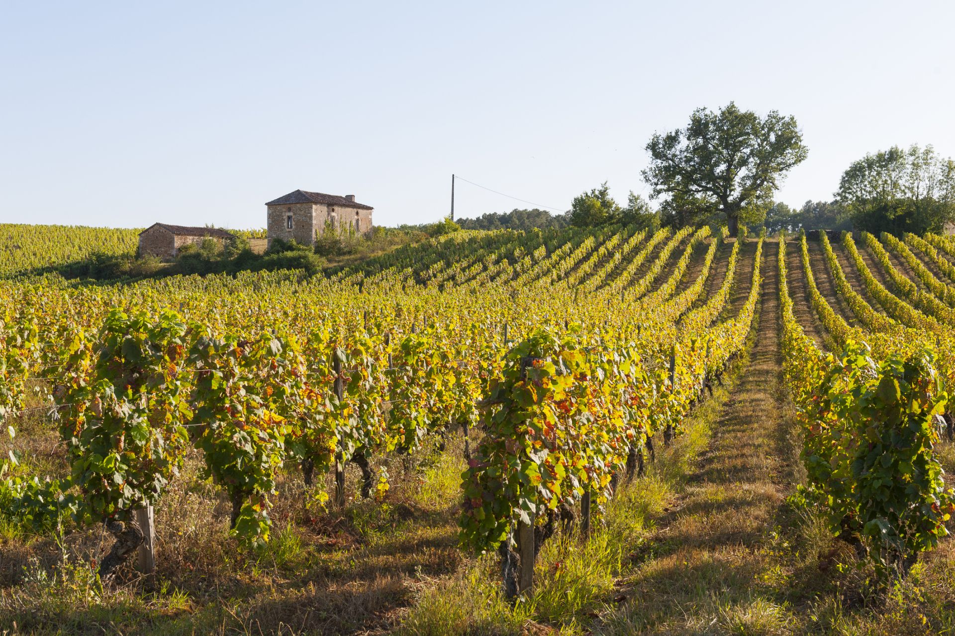 Френските винари в надпревара с времето, заради климатичните промени 