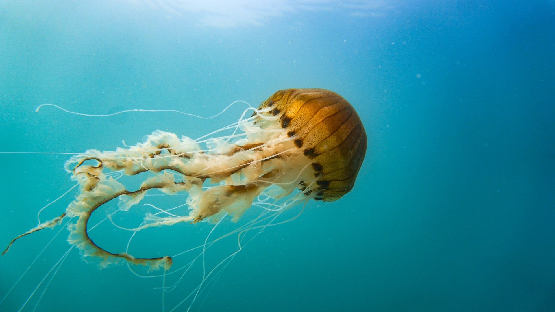 Двуметрови медузи се появиха по плажовете на Коста дел Сол (видео)