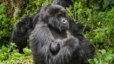 Роди се първото за 2021 г. бебе планинска горила в прочутия парк "Вирунга"