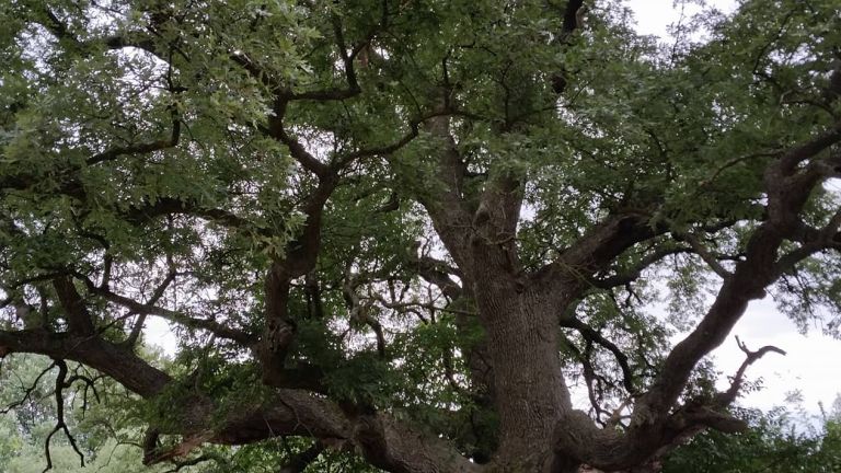 Мълния е унищожила най-стария от трите вековни дъба в село